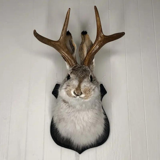 Jackalope Resin Head Wall Hanging Ornament, Animal Specimen Style Wall Art, Home Decoration, Unique Gift Ideas, Hangable, Wall Ornaments