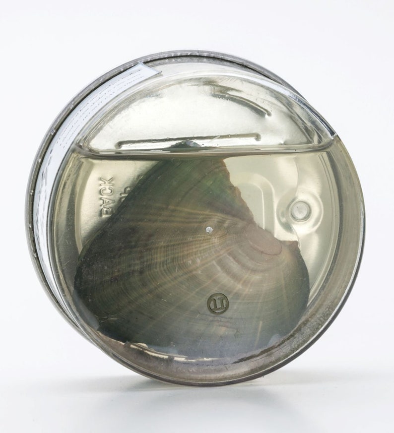 🌹Valentine Sale 70% OFF -❤️Pearl Necklace Giftset