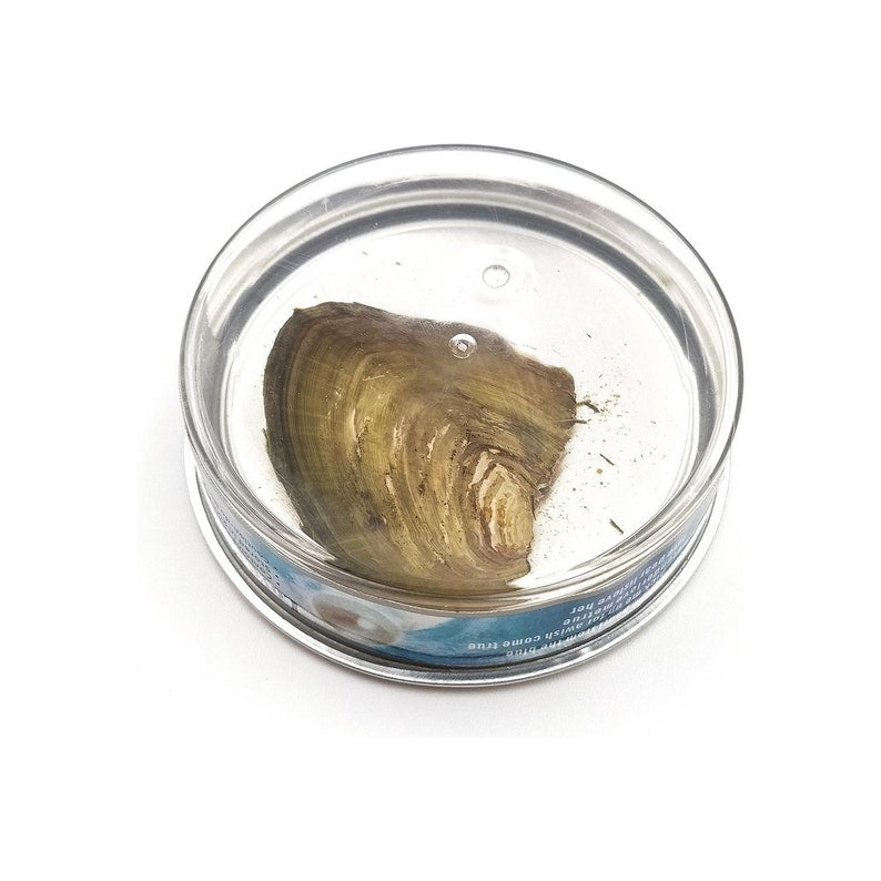 🌹Valentine Sale 70% OFF -❤️Pearl Necklace Giftset